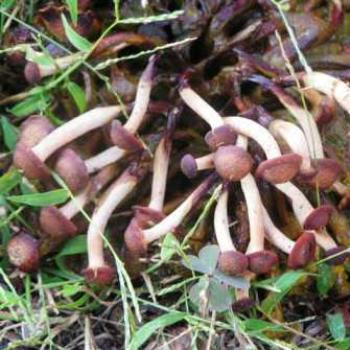 <b>Mushroom</b>