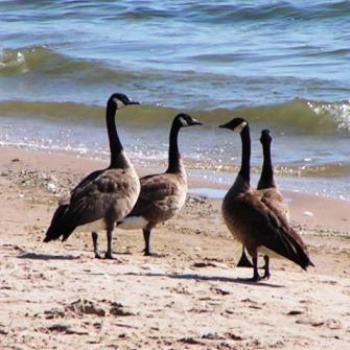 <b>Goose Talk</b>