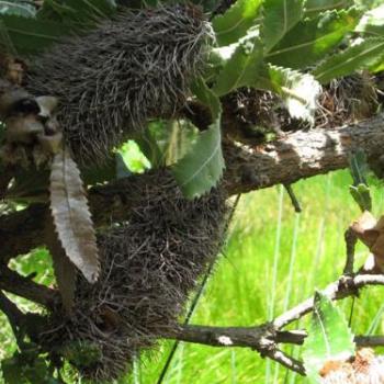 <b>Big Bad Banksia Men @ Ku-ring-gai Wildflower Garden</b>