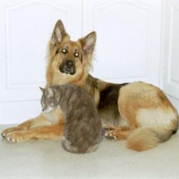 <b>Byron and Ewok in Holland</b>