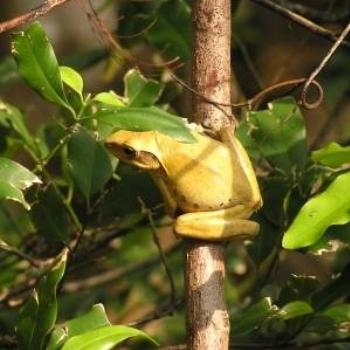 <b>Tree frog - Vietnam</b>