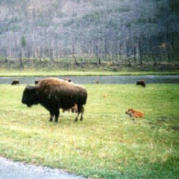 <b>yellowstone national park</b>