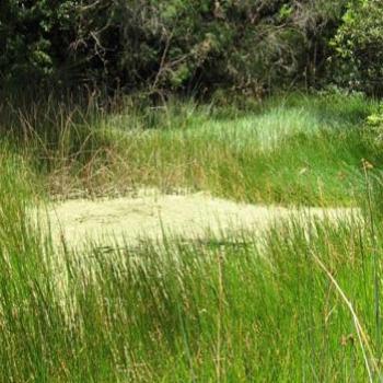 <b>Frog Pond @ Ku-ring-gai Wildflower Garden</b>