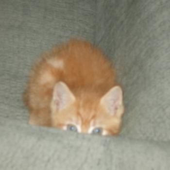 <b>couch kitten</b>