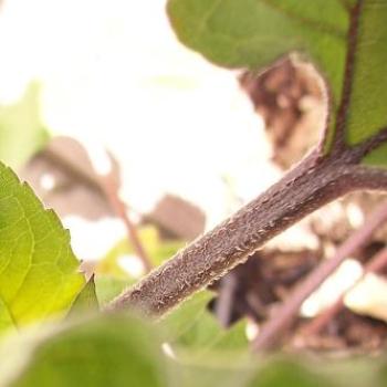 <b>Stem and leaves of sunflower</b>