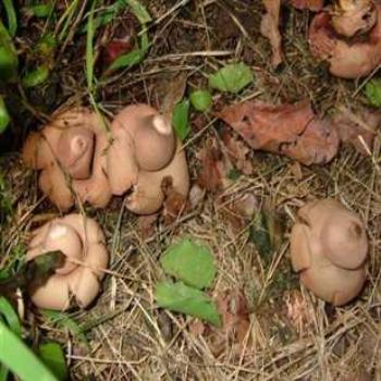 <b>Fungi</b>