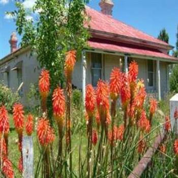 <b>Ben Lomond, NSW.</b>
