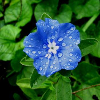 <b>Dampiera diversifolia Sydney Kate/Sydney</b>