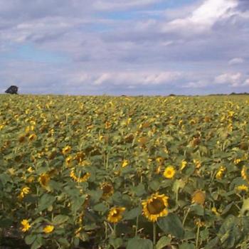 <b>Sunflowers</b>