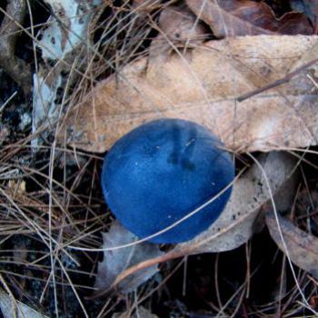 <b>blue toadstool</b>