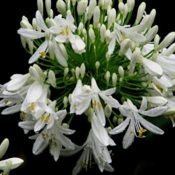 <b>agapanthus</b>