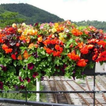 <b>Begonias in Wales</b>
