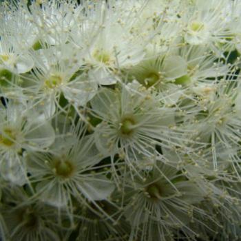 <b>Backhousia citriodora Kate/Sydney</b>