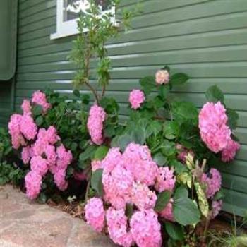 <b>Hydrangeas</b>