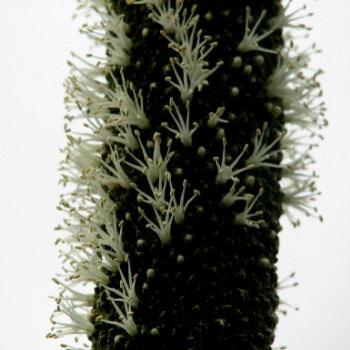 <b>grass tree Xanthorrhoea Kate/Sydney</b>