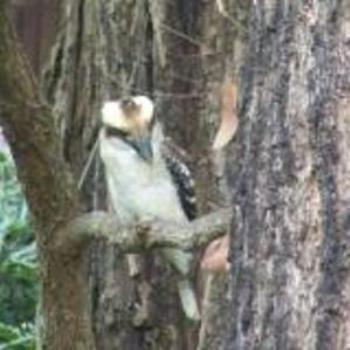 <b>Kookaburra sits in a gum tree</b>