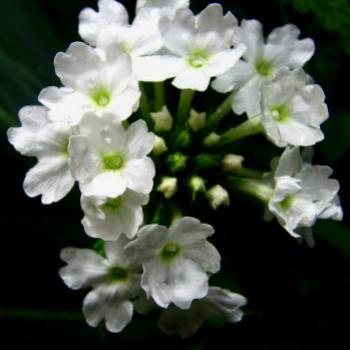 <b> white verbena</b>