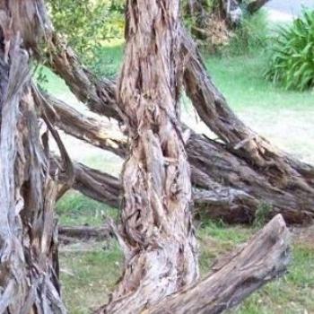 <b>ti tree trunks /dino</b>