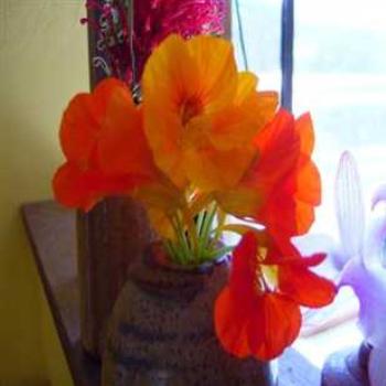 <b>Nasturtiums</b>