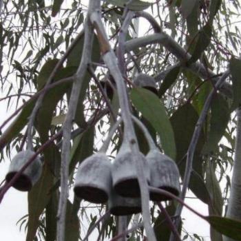 <b>Silver Gumnuts</b>
