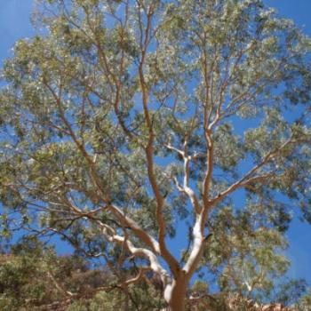 <b>Trephina Gorge MacDonnells</b>