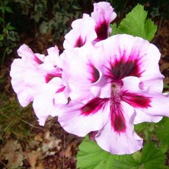 <b>Geranium</b>
