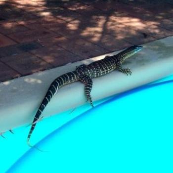 <b>Bungarra after being rescued from the pool - didn't move for ages as was very cold!</b> <b>Bungarra after being rescued from the pool - didn't move for ages as was very cold!</b>