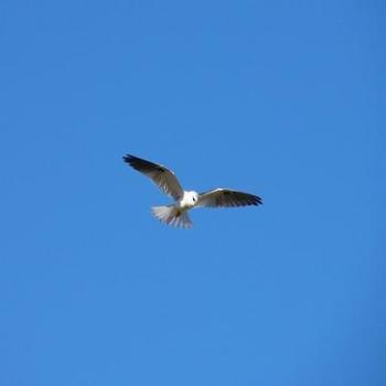 <b>Letter-winged Kite hovering over a tasty morsel he can spy in the paddock below (Albany)</b> <b>Letter-winged Kite hovering over a tasty morsel he can spy in the paddock below (Albany)</b>