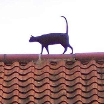 <b>Roof Cat, York, UK</b>