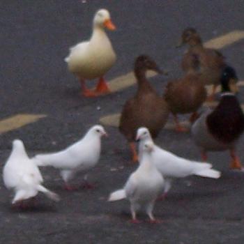 <b>Crossing the street</b>