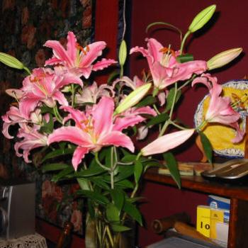 <b>lilies May 2003 Kate/Sydney</b>