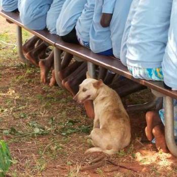 <b>Dogs at school ceremony?? They know their place.</b>