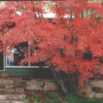 <b>Japanese Maple (Granite Belt Qld.Aust)</b>