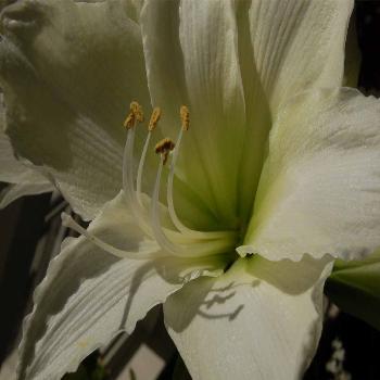 <b>Amaryllis</b>