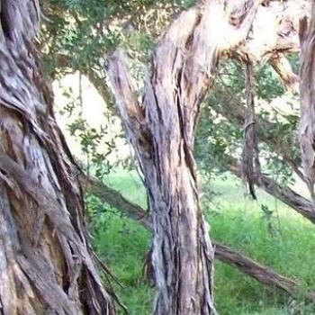 <b>coastal wattle patterns/ dino</b>