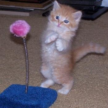 <b>Kitten playing</b>