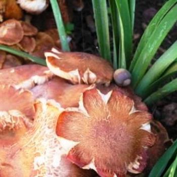 <b>Mushrooms Sue/OK</b>