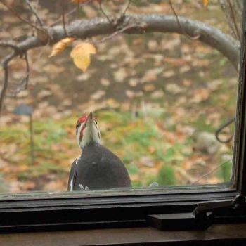 <b>Pileated Woodpecker at my window - Peg</b>