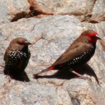 <b>Painted Firetail finches</b>