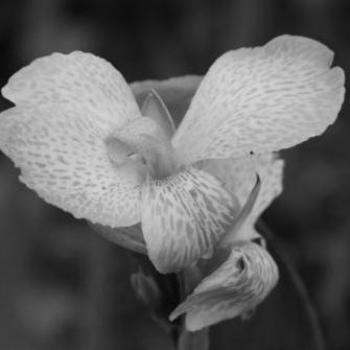 <b>Flower in Black & White  Sue/OK</b>