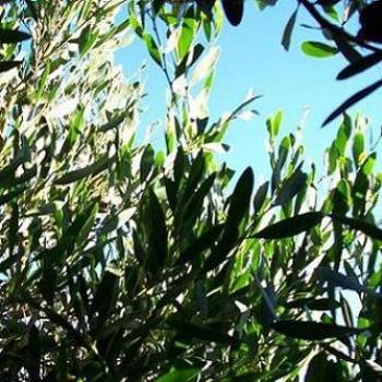 <b>coastal wattle patterns/ dino</b>
