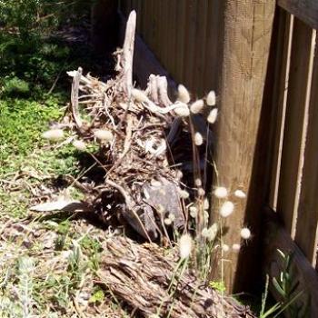 <b>cat tails and timber / dino</b>