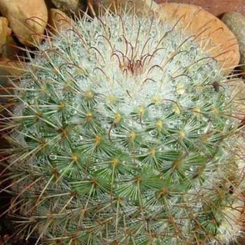 <b>Cactus</b>