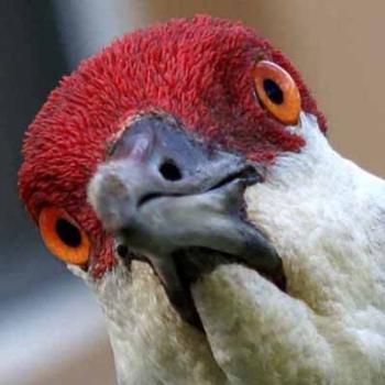<b>Sandhill Crane</b>