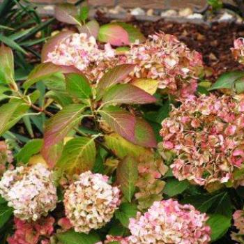 <b>Hydrangea  Sue/OK</b>