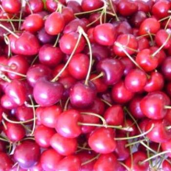 <b>Cherries from our tree in Kalgoorlie - in the desert!</b>
