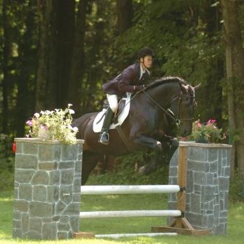 <b>Canadian Horse</b>