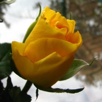 <b>Birthday roses Kate/Sydney</b>