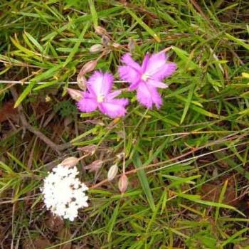 <b>Wildflowers,Girraween National Park,QLD</b>