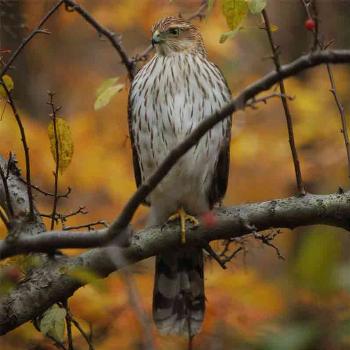 <b>hawk outside my house</b>